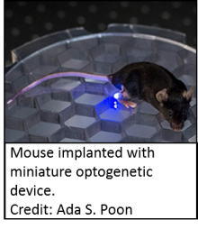 A mouse with an optogenetic device implanted in its hindpaw. Credit: Ada S. Poon